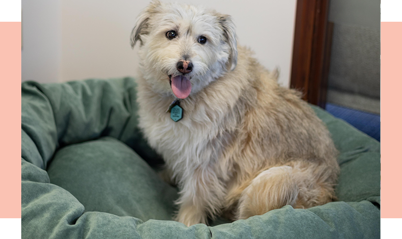 Our-Team_Puddles Puddles the dog in bed